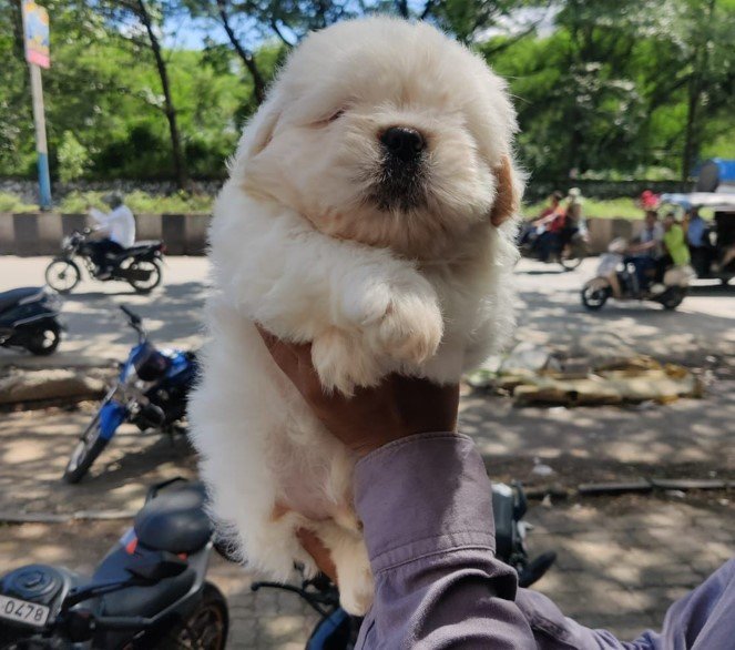 Purchase KCI Registered Lhasa Apso Puppy from Hyderabad